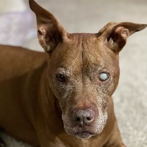 Meet your Posher, Carl